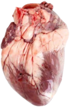 anotomical heart 6